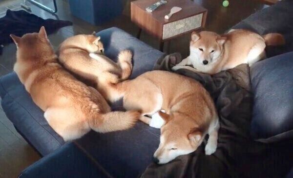 まったりする柴犬一家