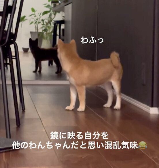 鏡を見つめるたまごちゃん