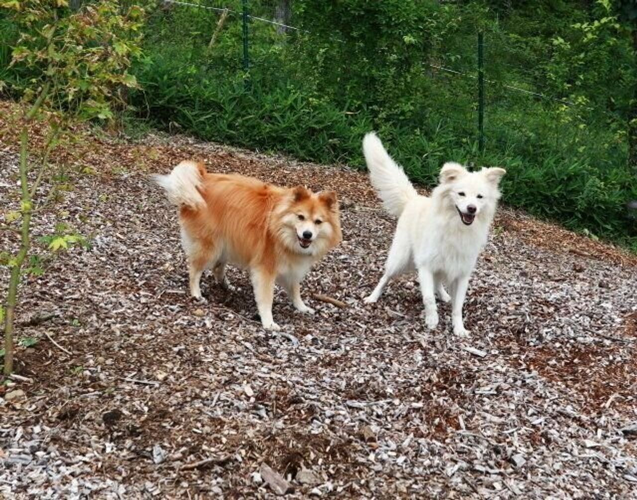 大吉との10年 穴澤賢の犬のはなし いぬのきもちweb Magazine 大吉との10年 穴澤賢の犬のはなし いぬのきもちweb Magazine