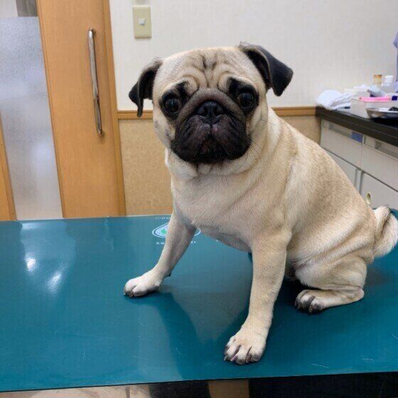 動物病院で「春の予防シーズン」といわれる理由 いぬのきもち