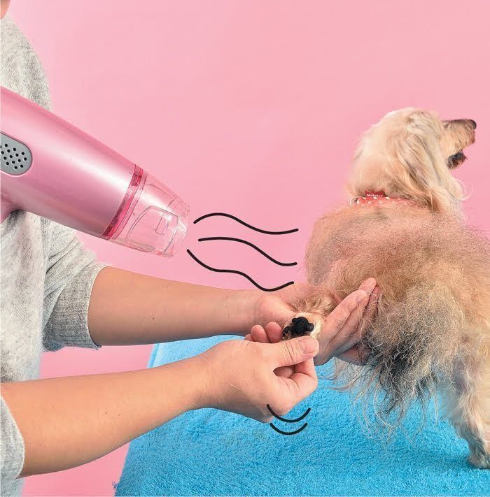 ドライヤーで足を乾かす犬