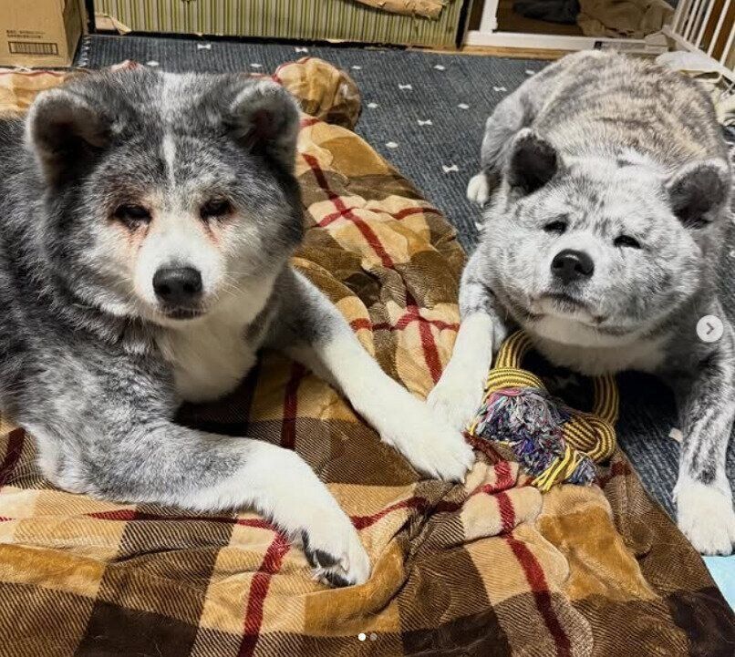 前足をくっつけあうとらくんと紫遥ちゃん