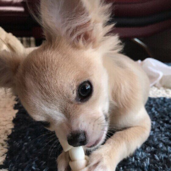 前足でおやつのガムを持って一生懸命齧っているベージュ色のチワワ