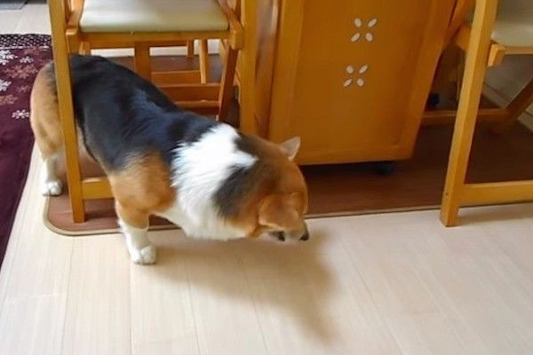 ごはんをもらうコーギー