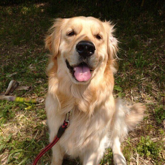 微笑むゴールデン・レトリーバー