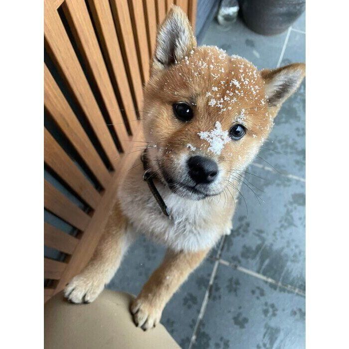 顔に雪をつけるれんくん