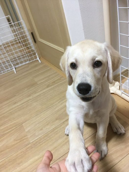 飼い主にお手をするラブラドール・レトリーバー