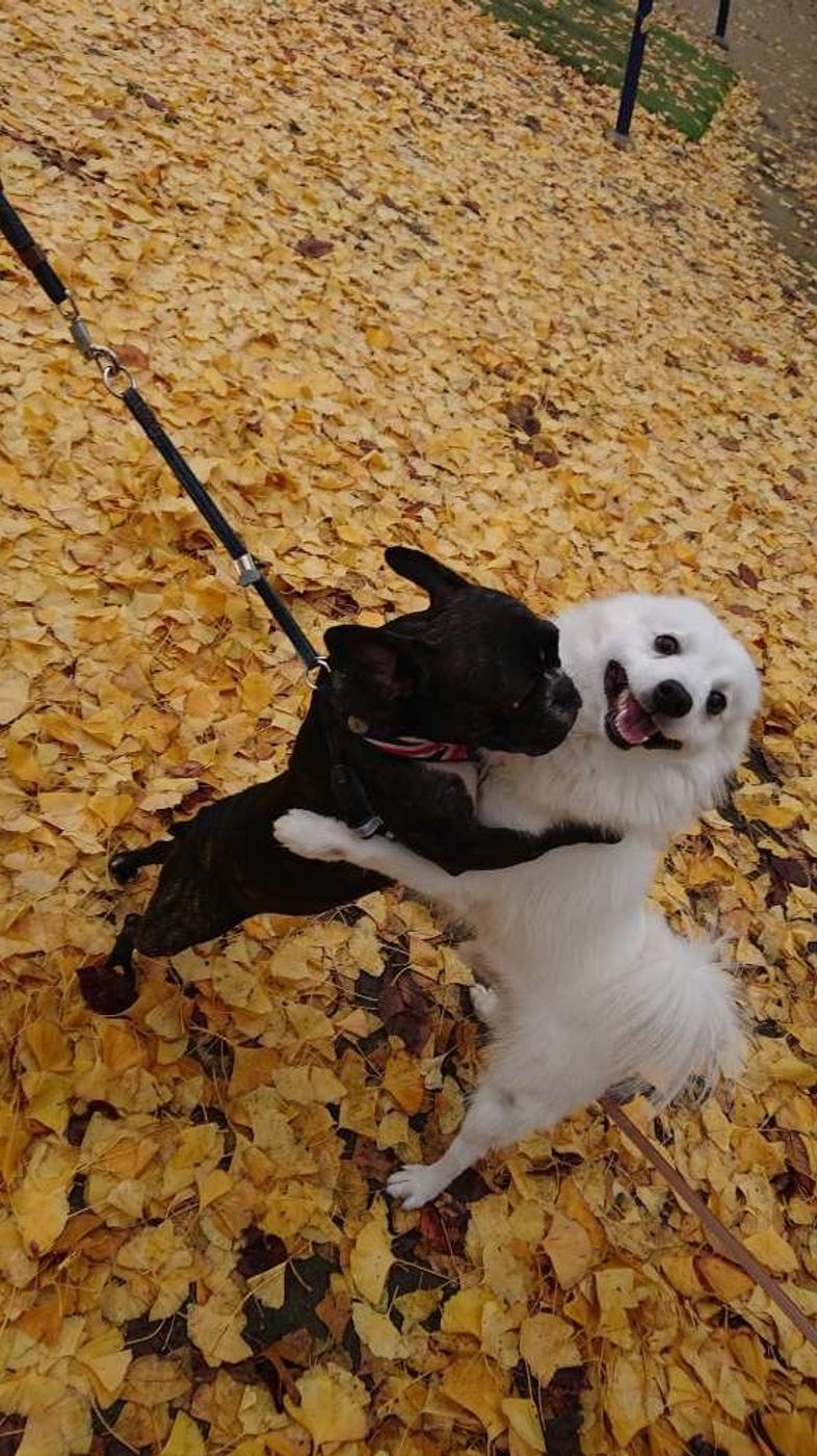犬が逆立ちしてオシッコする理由は 獣医師の先生に聞いてみた いぬのきもちweb Magazine 犬が逆立ちしてオシッコする理由は 獣医師の先生に聞いてみた いぬのきもちweb Magazine