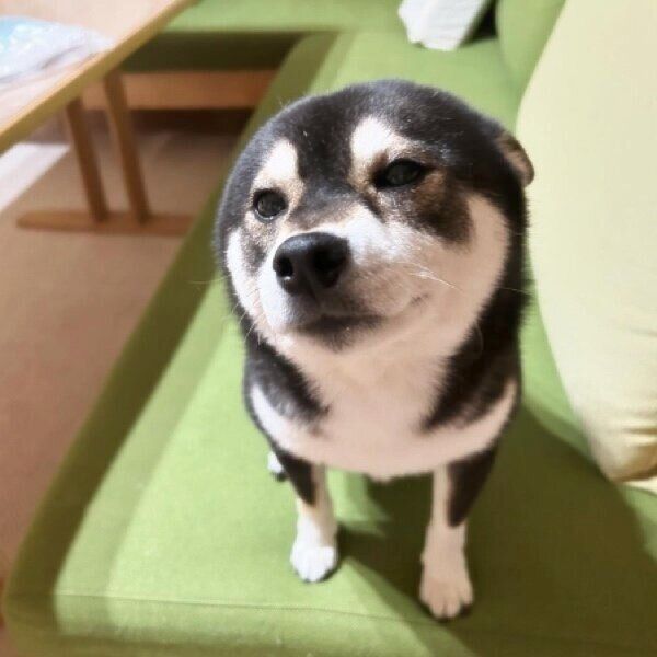 飼い主さんの帰りをヒコーキ耳で待つ凛ちゃん