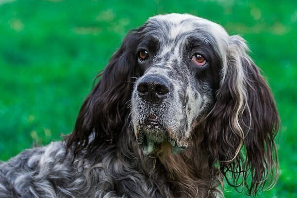 イングリッシュ・セターの特徴・性格 最新価格と飼い方｜いぬのきもち