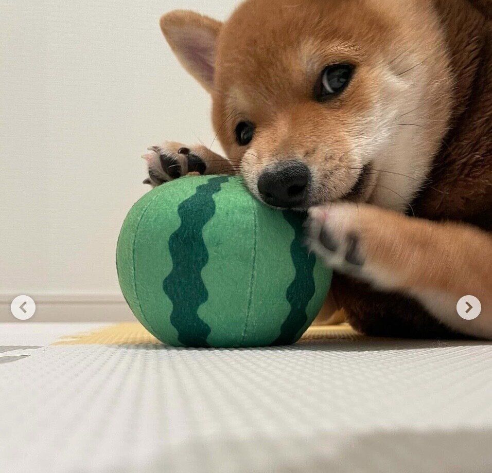 おもちゃで遊ぶみこしくん