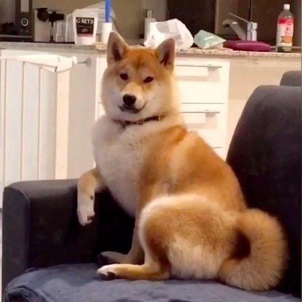 人間座りワンコ