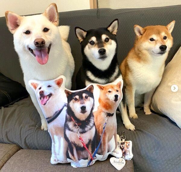 見つめるロロくん、ココちゃん、コロくん