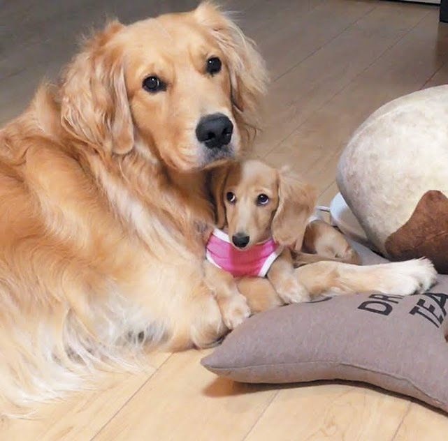 寄り添う茶色の犬2頭