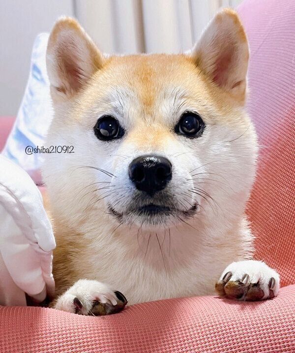 見つめるももちゃん