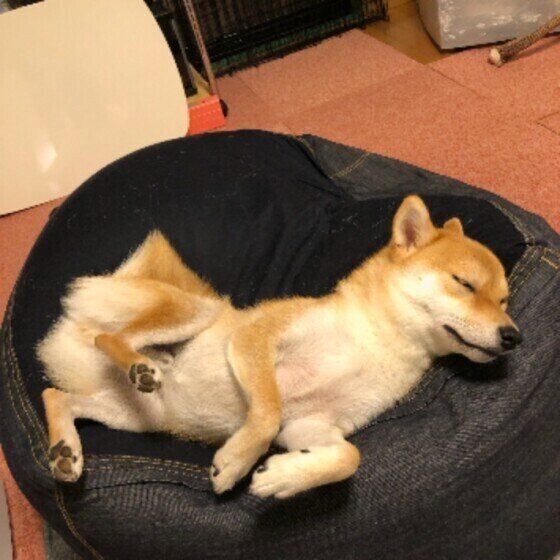 季節の変わり目に 犬の免疫力をアップさせる 生活習慣 いぬのきもちweb Magazine