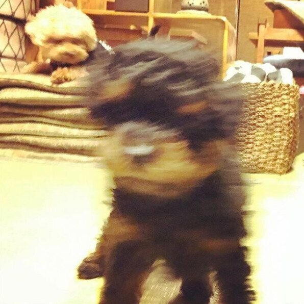 無邪気な看板犬