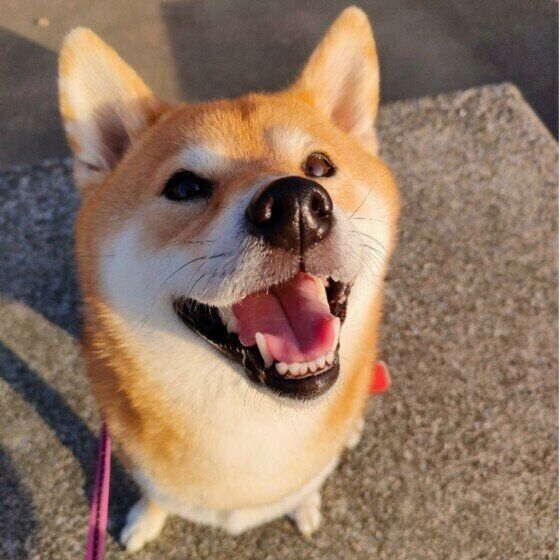 お散歩中に笑顔を見せる柴