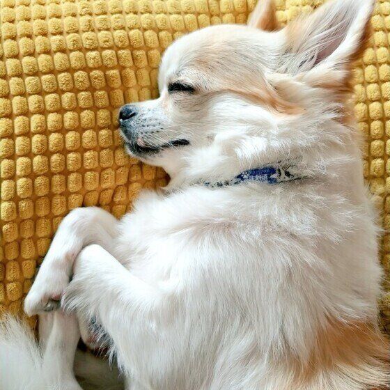 チワワのペルちゃん♪