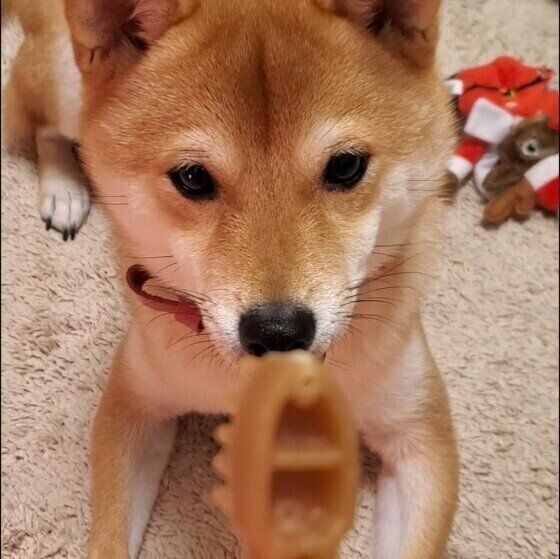 ガムをくわえる柴犬