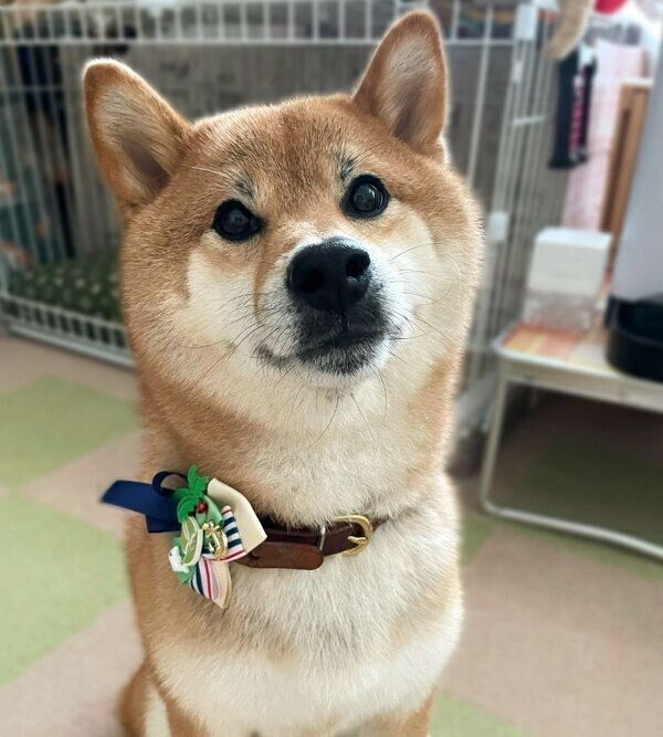 見つめるかぼすくん