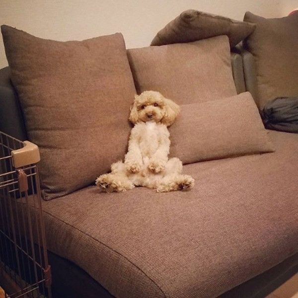 トイ・プードル