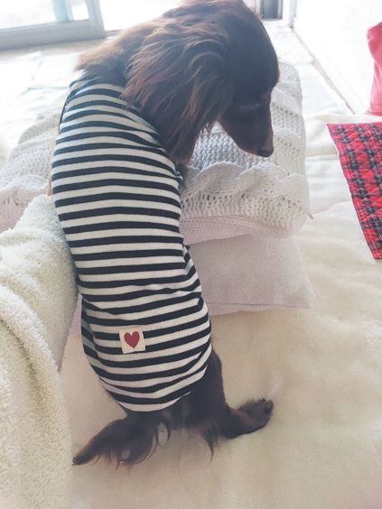 最初に前足が動くようになり、少しずつ後ろ足にも力が入るようになった歩ちゃん。引き続き、後ろ足のリハビリを重点的に行う