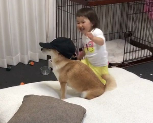 帽子が似合いすぎる柴犬