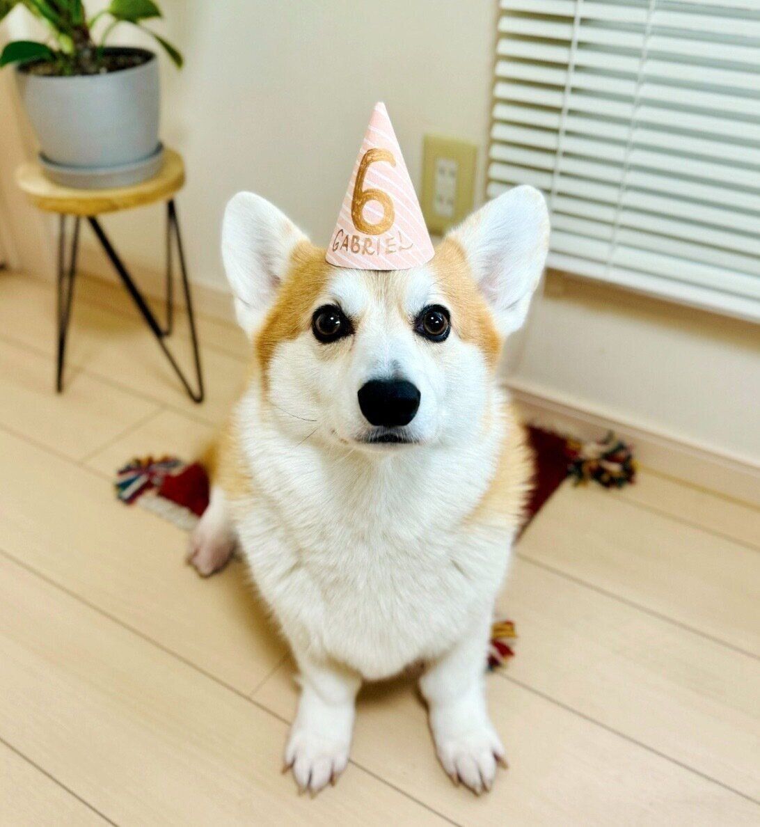 6才になったガブちゃん