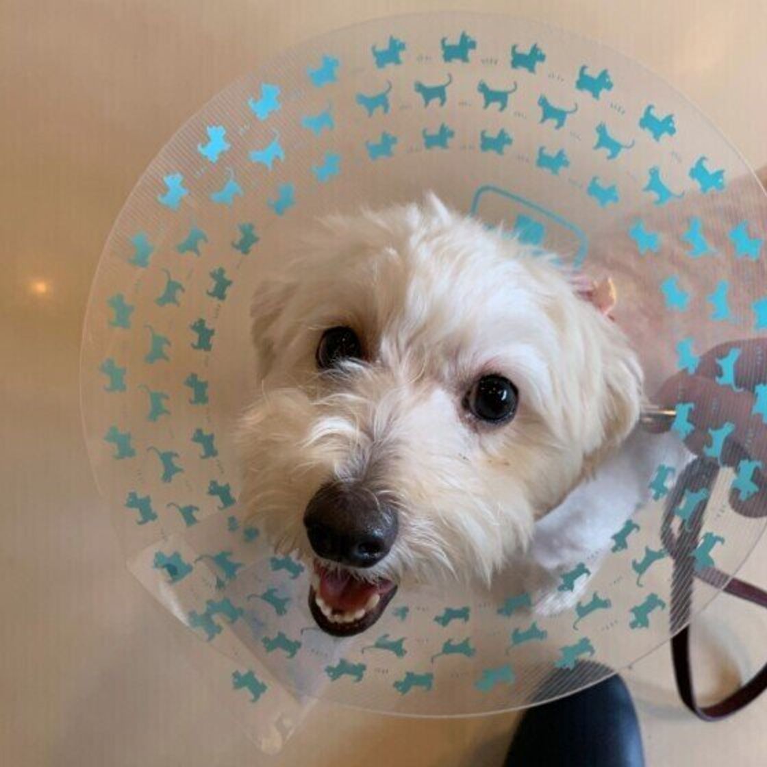 獣医師監修 犬のエリザベスカラーの選び方 手作りアイデア ストレス対策も いぬのきもちweb Magazine 獣医師監修 犬のエリザベスカラーの選び方 手作りアイデア ストレス対策も いぬのきもちweb Magazine