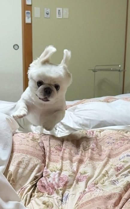 ジャンプするペコくん