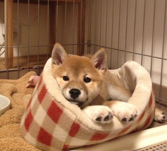 お迎えした頃のひよりちゃん