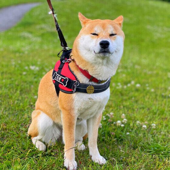 柴のこむぎちゃん♪