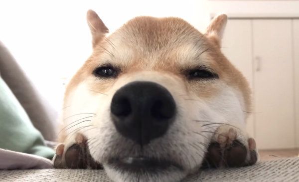 眠そうな柴犬