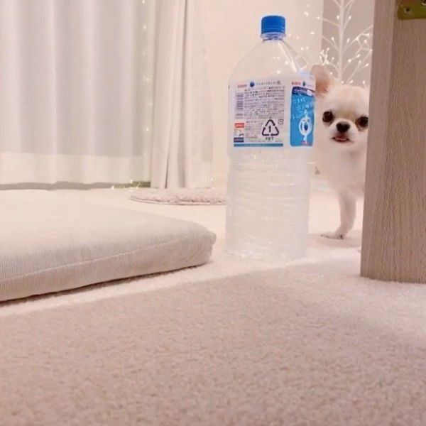 ペットボトルを舐めるチワワ