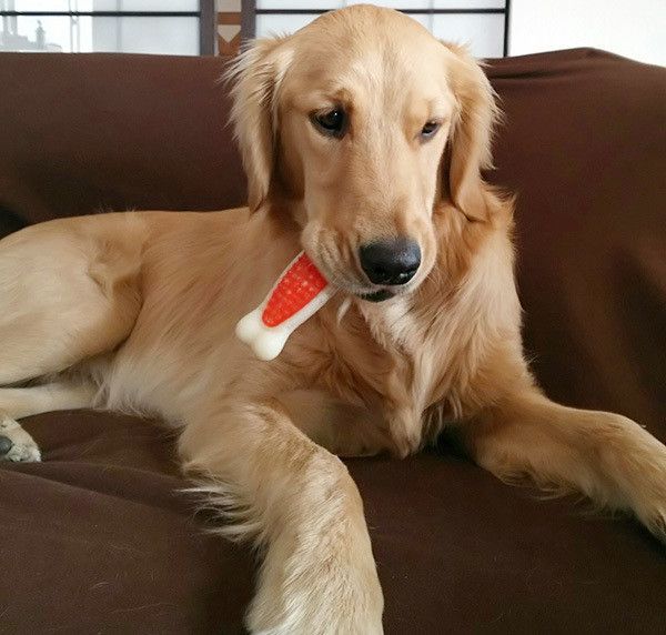 遊ぶゴールデン・レトリーバー