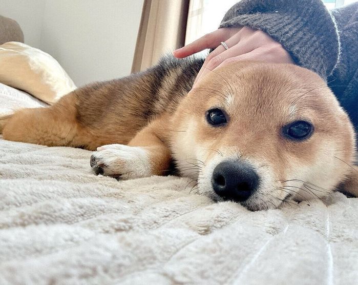 今でもアザラシに見えることがあるこまちゃん