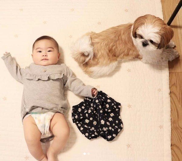 シー・ズーの小梅ちゃんと妹ももちゃんの日常