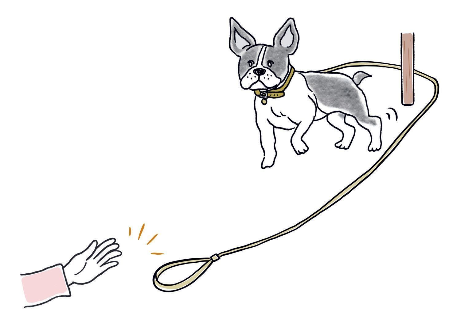 愛犬の首輪に長めのリード、またはひもをつけます。愛犬がこちらに来ないよう柱などを介してリードを持ち、オイデの指示とともにリードを離して。足元まで来たらほめます（イラスト／iina）