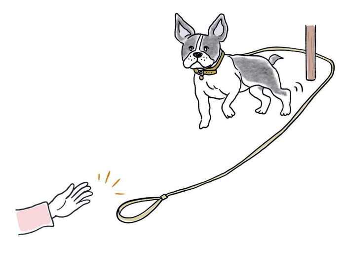 愛犬の首輪に長めのリード、またはひもをつけます。愛犬がこちらに来ないよう柱などを介してリードを持ち、オイデの指示とともにリードを離して。足元まで来たらほめます(イラスト/iina)
