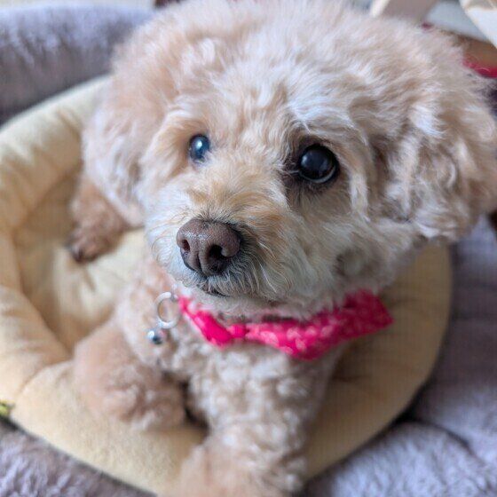 見つめるトイ・プードル