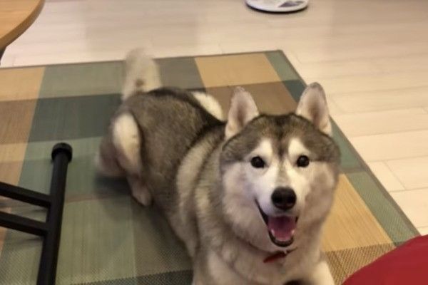 シベリアン・ハスキー