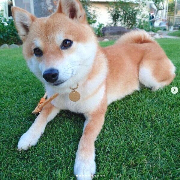 フセをするコロちゃん