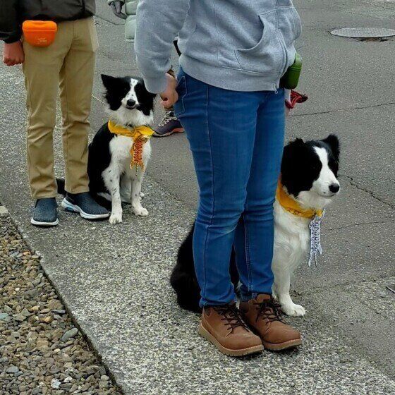 ヒールトレーニングするボーダーコリーのフィーアちゃん