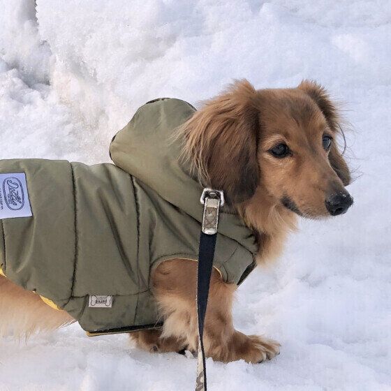 ツルツル滑る！ 犬と雪道や凍結した道を歩く際の注意点とは 愛犬と行く冬散歩のコツ いぬのきもち