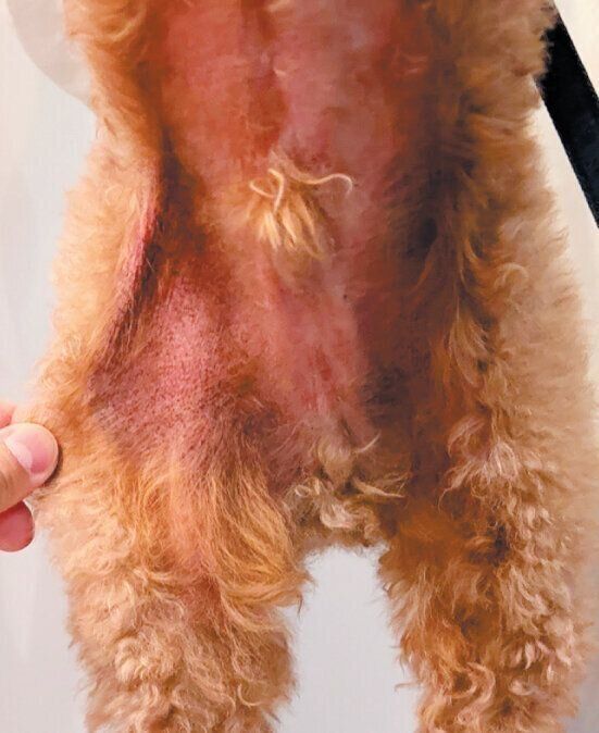 アレルギー性皮膚炎の症例写真