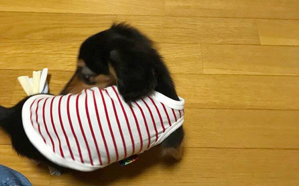 服を着るミニチュア・ダックスフンド