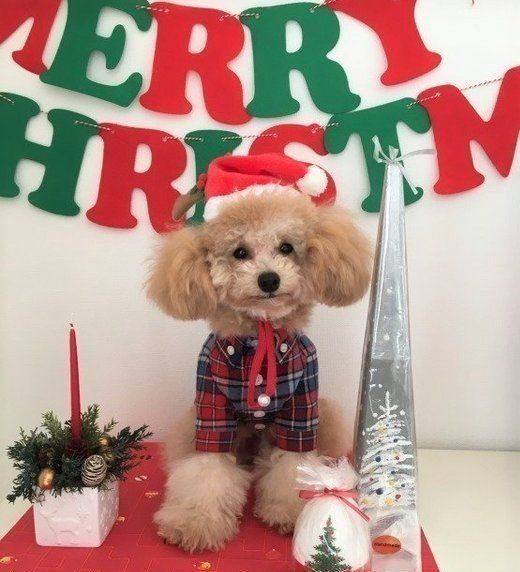 クリスマスの犬