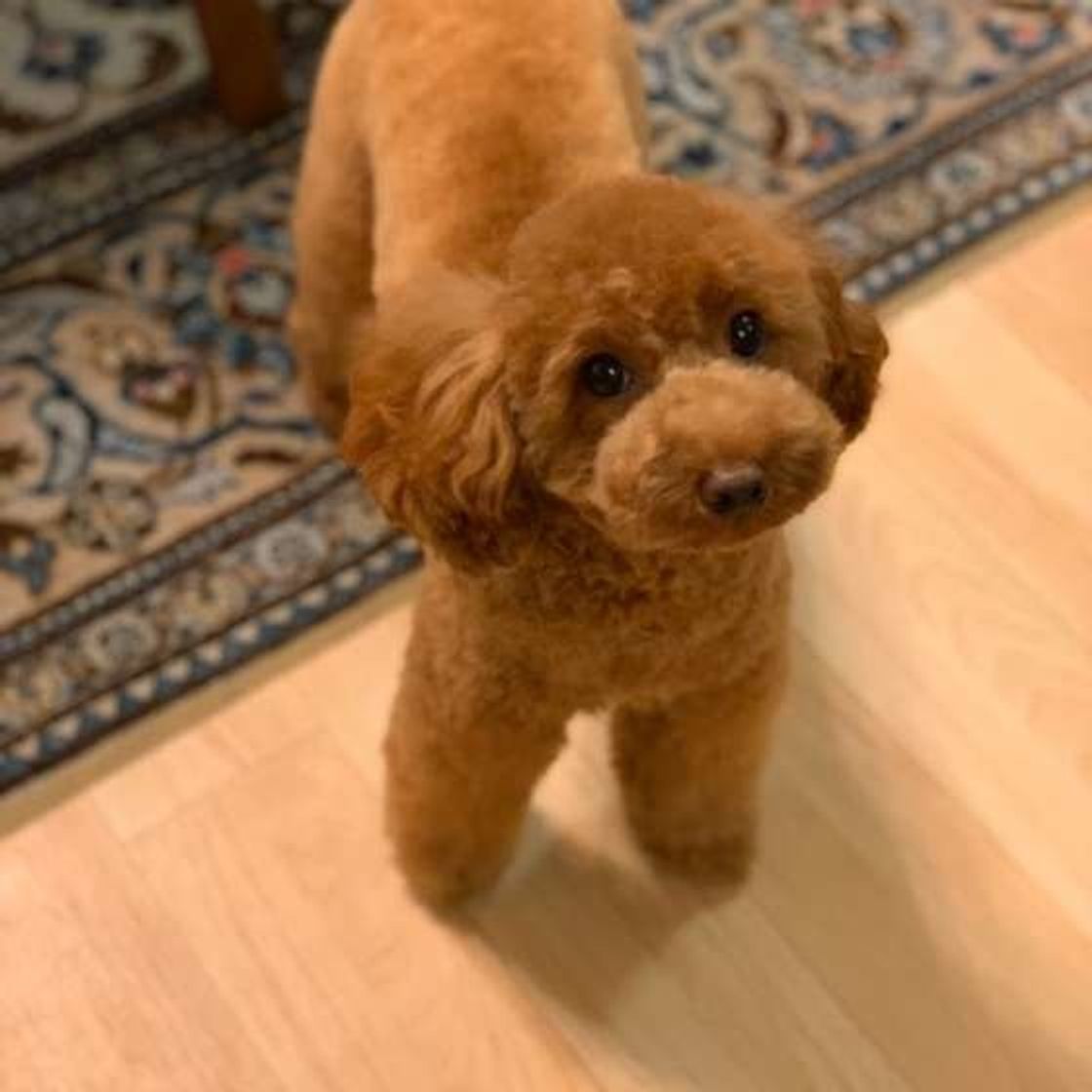 人間用の整腸剤を犬に与えてもok 犬の 投薬 にまつわるq A いぬのきもちweb Magazine 人間用の整腸剤を犬に与えてもok 犬の 投薬 にまつわるq A いぬのきもちweb Magazine