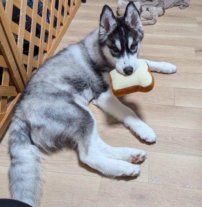 食パンのおもちゃをくわえる爽くん